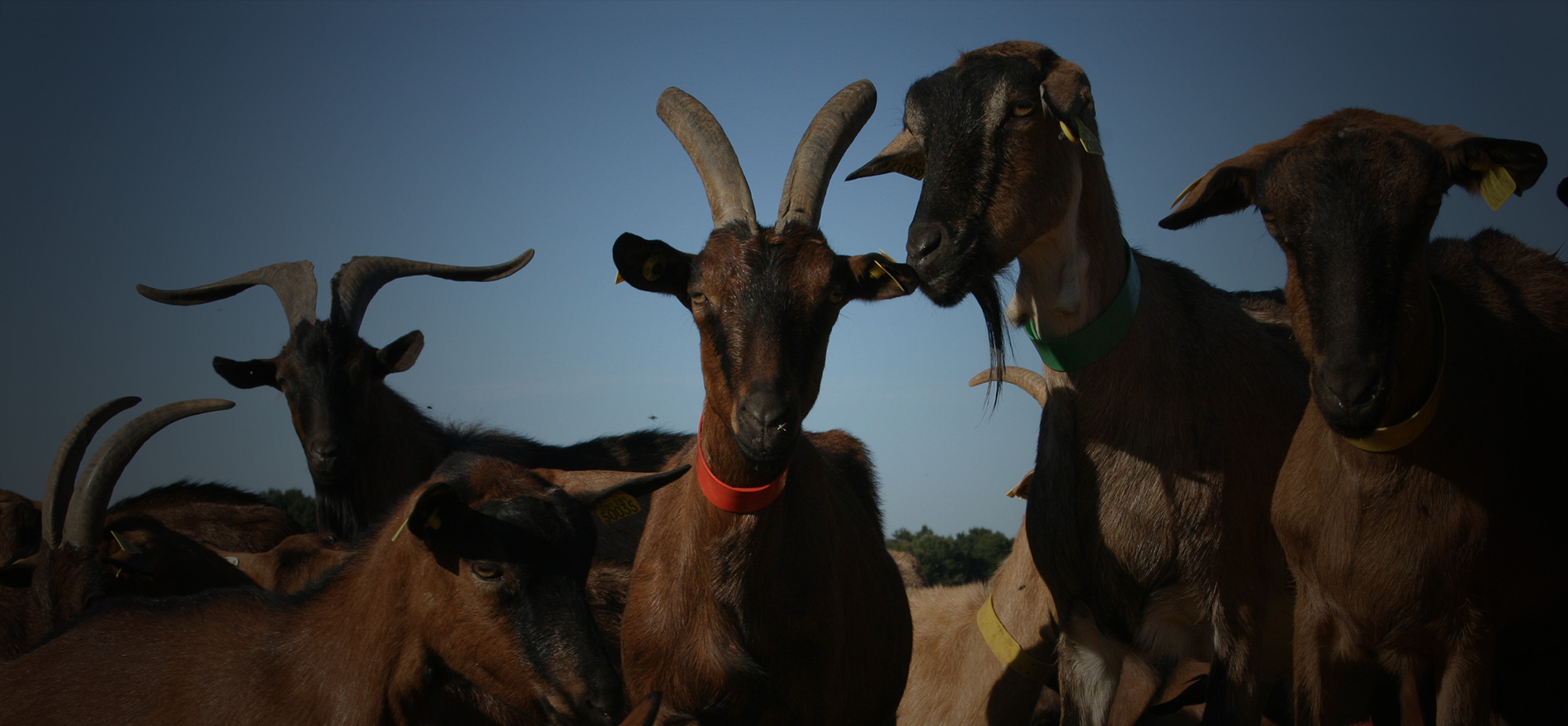 La Ferme des Chapotons